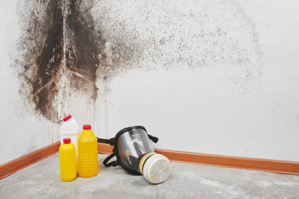 Best Mold Damage Repair  in Morrisville, NY