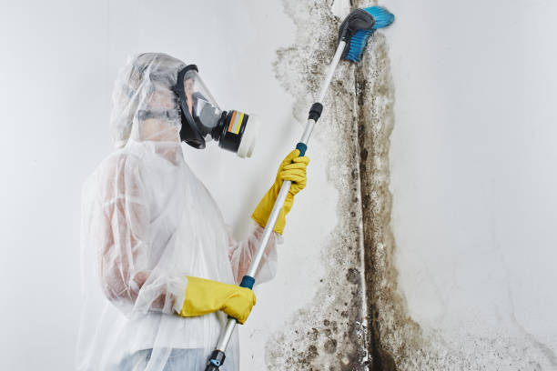 Best Toxic Mold Removal  in Morrisville, NY