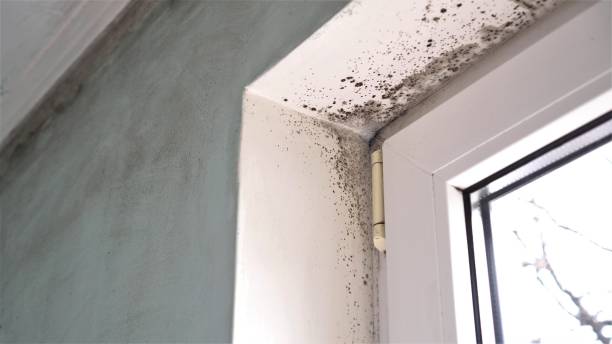 Best Affordable Mold Removal  in Morrisville, NY