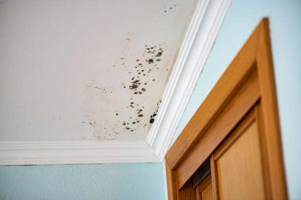 Best Home Mold Removal  in Morrisville, NY