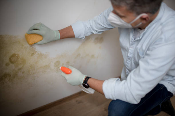 Mold Removal and Inspection in Morrisville, NY