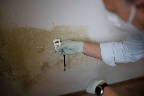 Best Local Mold Removal Service  in Morrisville, NY