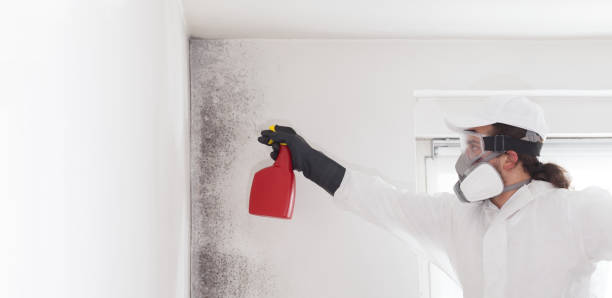 Best Fast Mold Removal  in Morrisville, NY