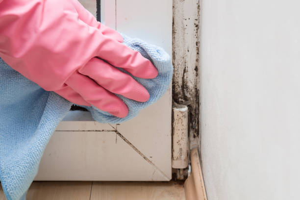 Trusted Morrisville, NY Mold Removal Experts