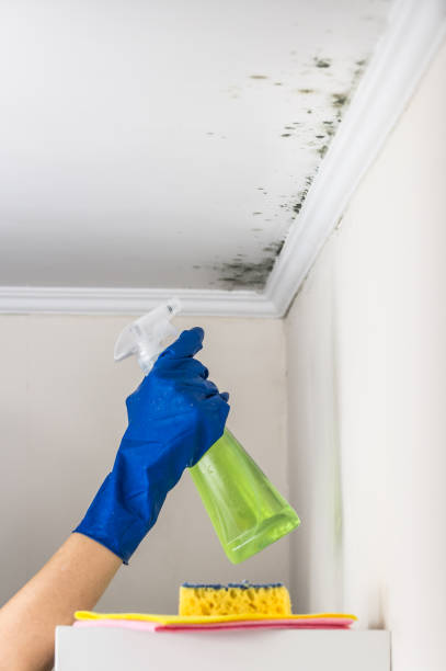 Best Certified Mold Removal  in Morrisville, NY